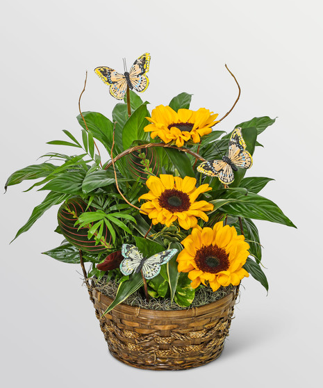 Dish Garden with Sunflowers and Butterflies