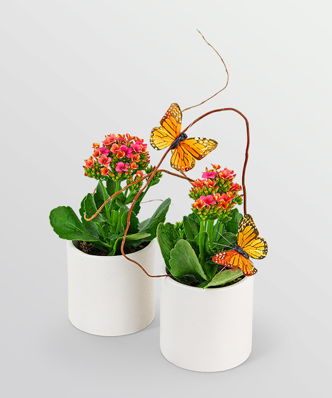 Kalanchoe Garden Duo