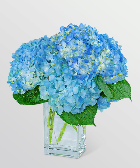 Ocean Mist Hydrangeas