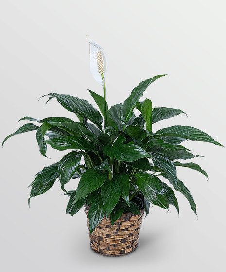 Peace Lily Plant