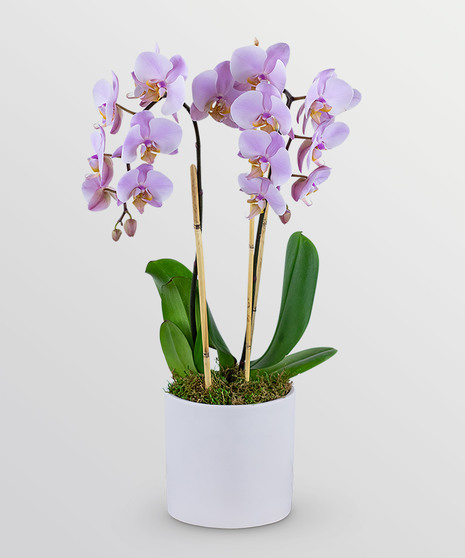 Phalaenopsis Orchid