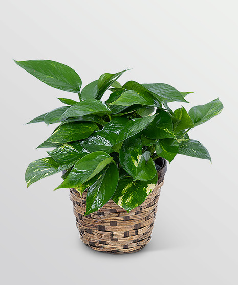 Pothos Plant in Basket