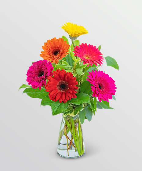 Rainbow Gerbera