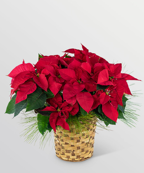 Red Poinsettia Basket