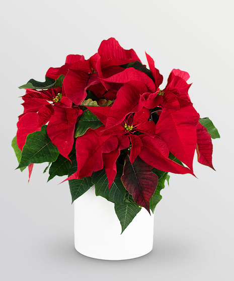 Red Poinsettia Plant