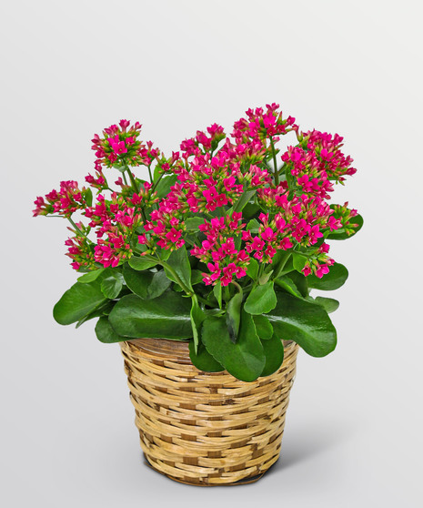 Rosy Bloom Kalanchoe Plant