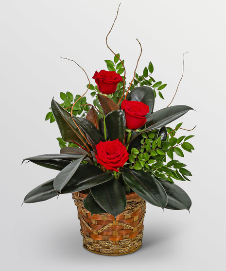 Rubber Tree Plant with Red Roses