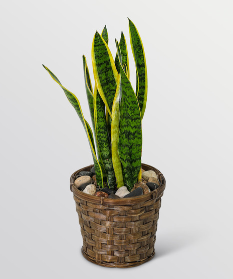 Sansevieria Plant in Basket