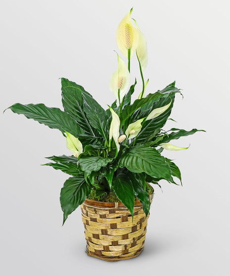 Tranquility Peace Lily Plant