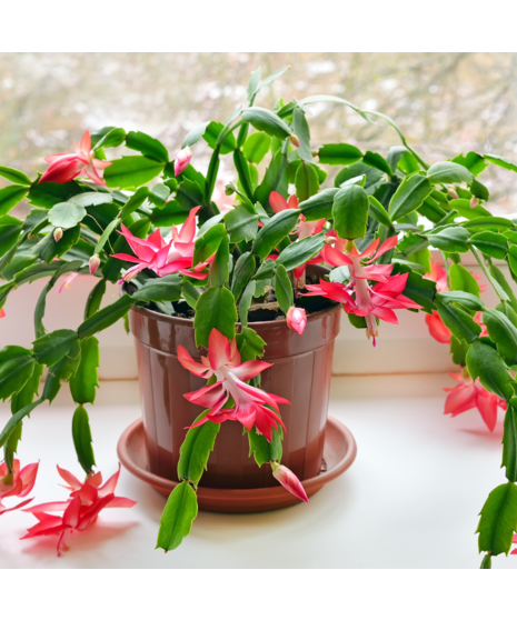 Christmas Cactus