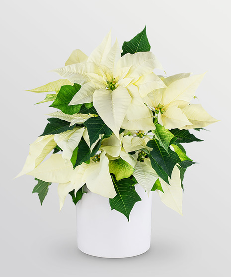 White Poinsettia Plant